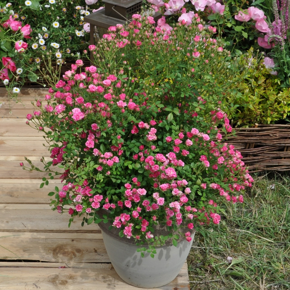 Mini-rosier LillyRose® Hohoemi Rouge Le pot de 2L au meilleur prix | E ...