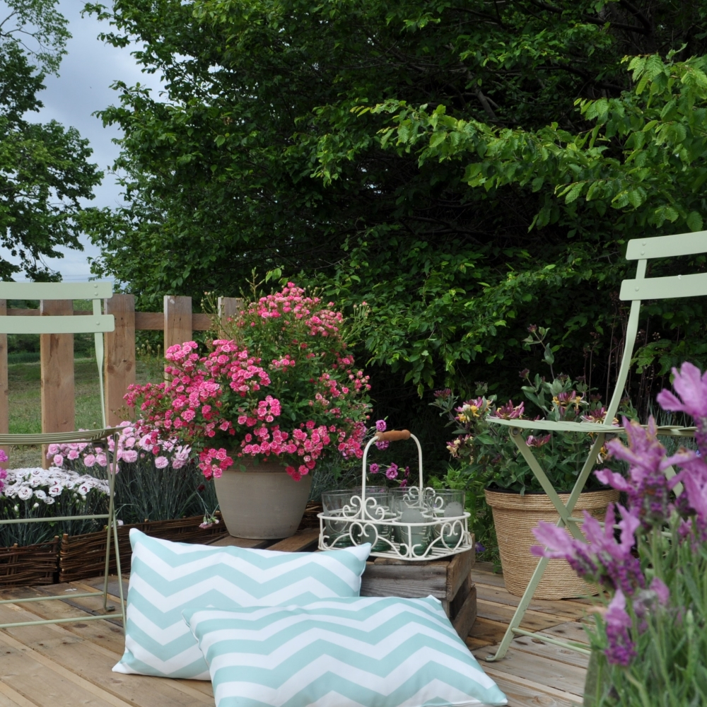 Mini-rosier LillyRose® Hohoemi Rouge Le pot de 2L au meilleur prix | E ...