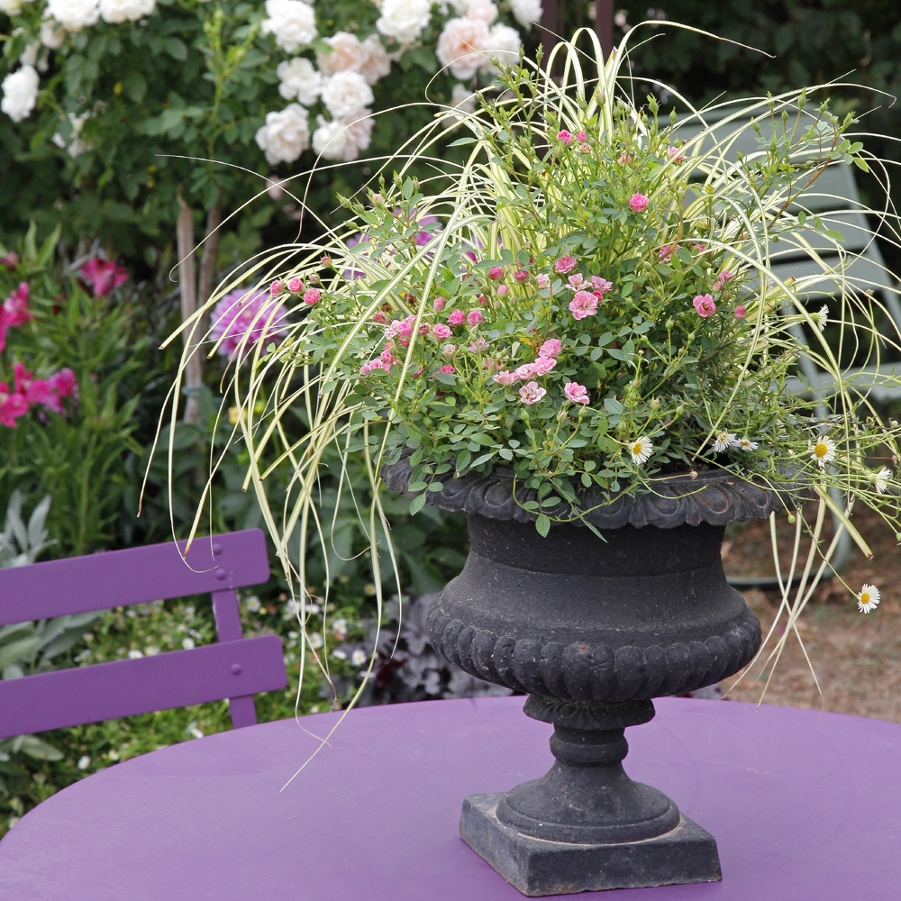 Mini-rosier LillyRose® Hohoemi Rouge Le pot de 2L au meilleur prix | E ...