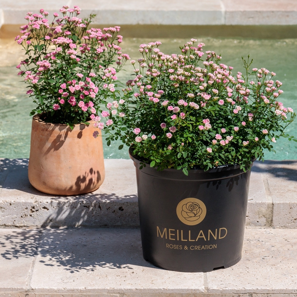 Mini-rosier LillyRose® Hohoemi Rouge Le pot de 2L au meilleur prix | E ...