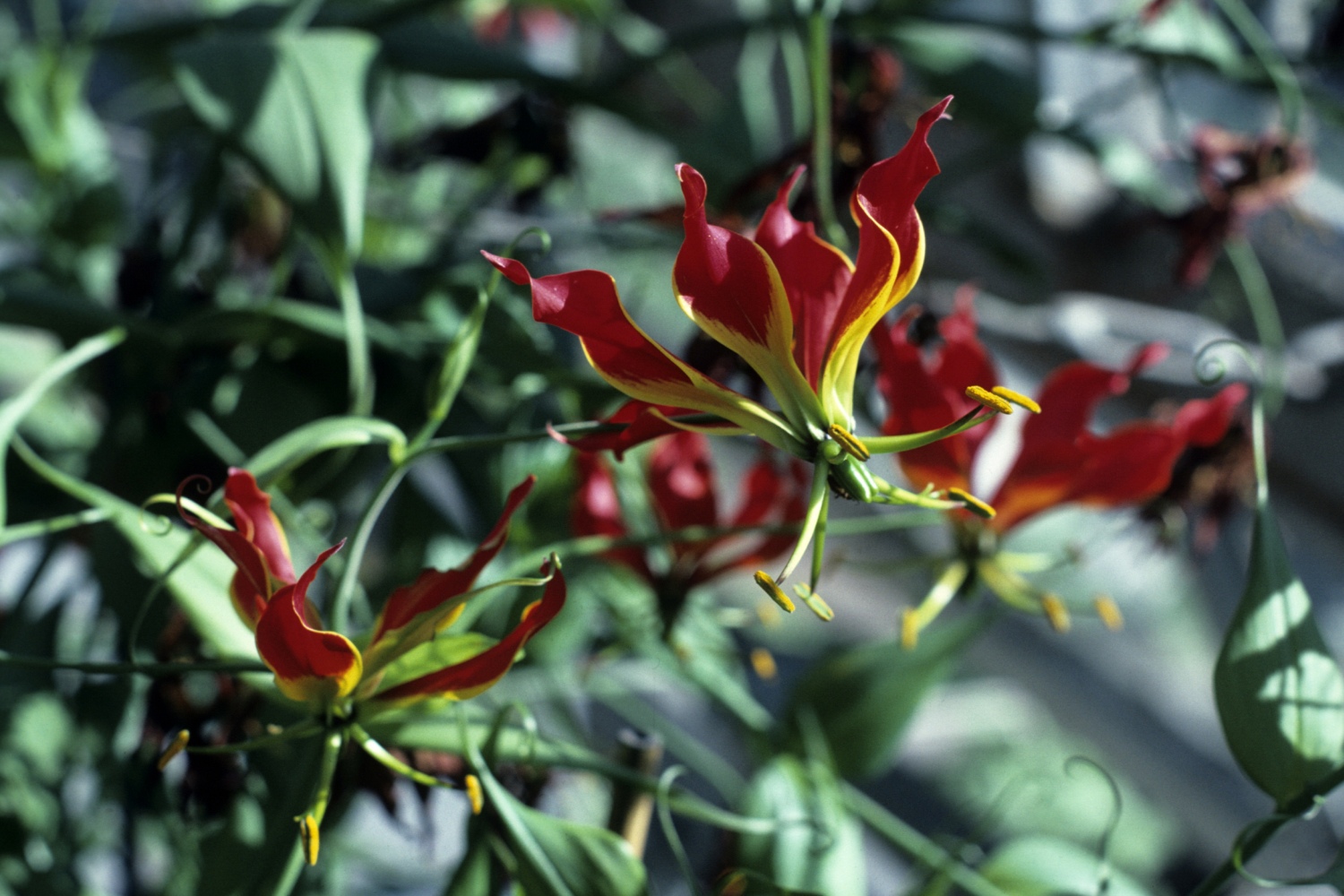 SAFLAX - Lis De Malabar - 15 Graines - Gloriosa Rothschildiana