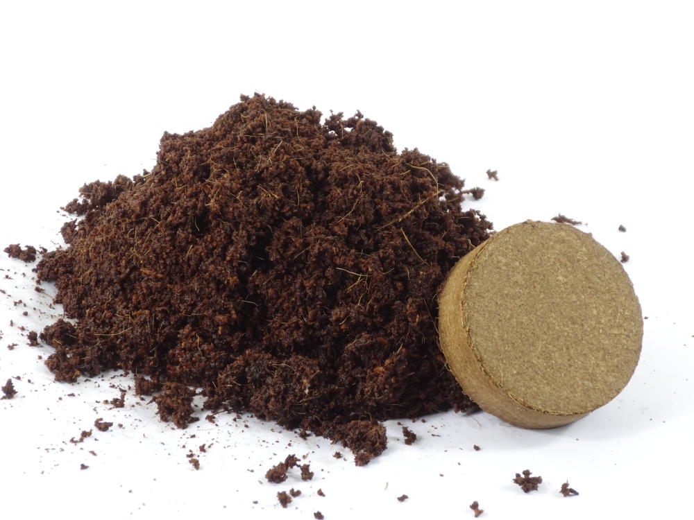 Graines De Grande Ortie Bio SAFLAX - 2000 Graines Urtica Dioica, Pour Cuisine Et Jardin