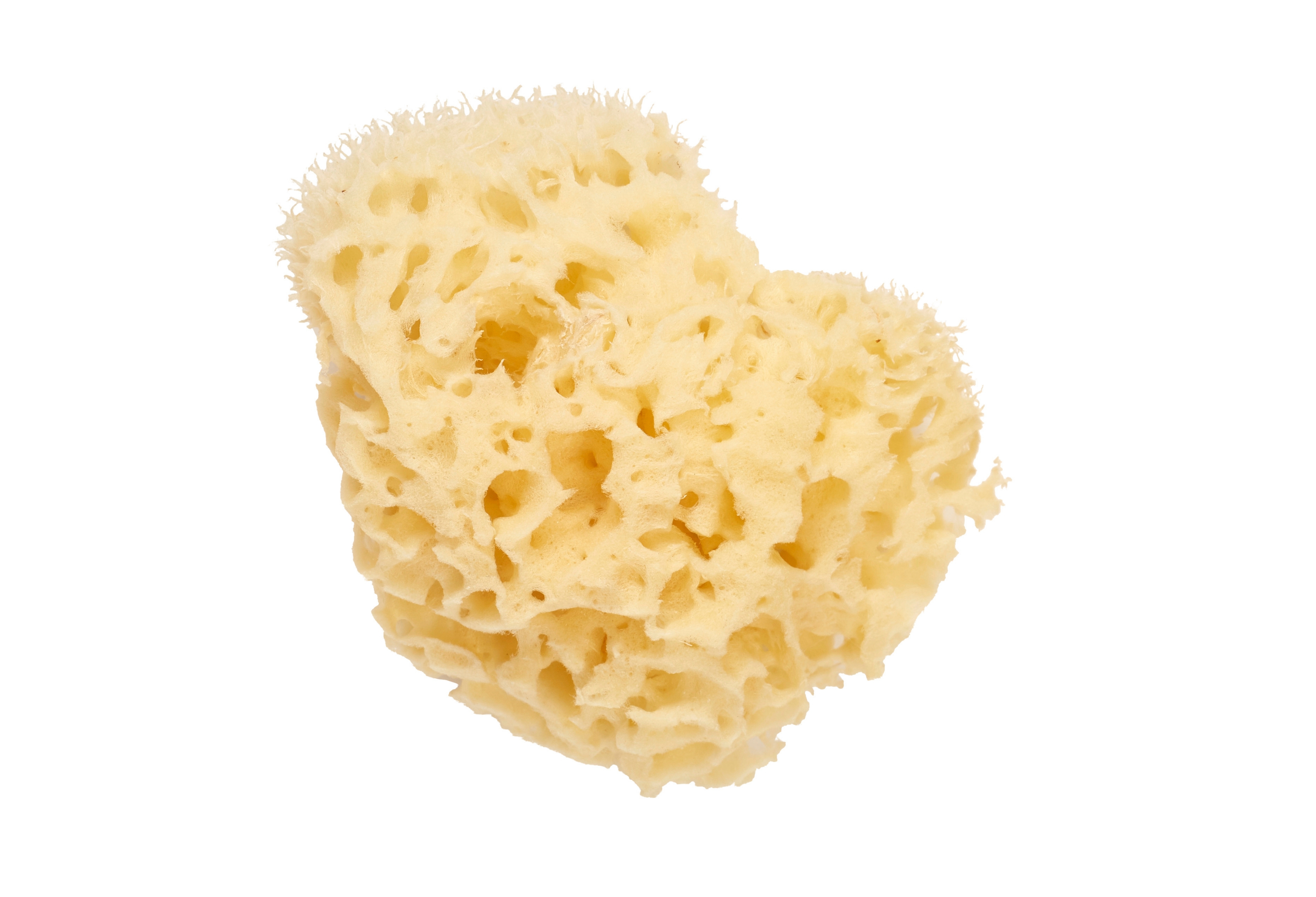 Eponge De Mer Naturelle 11cm