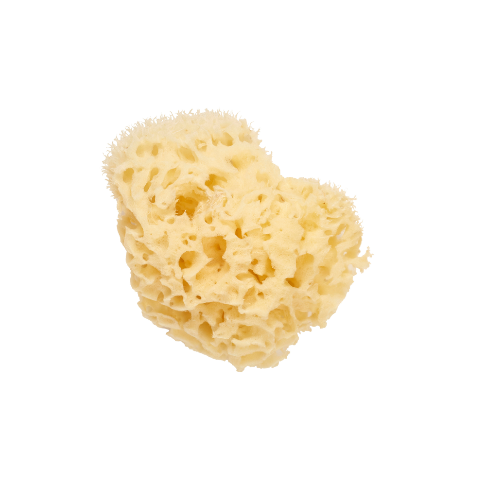 Eponge De Mer Naturelle 11cm