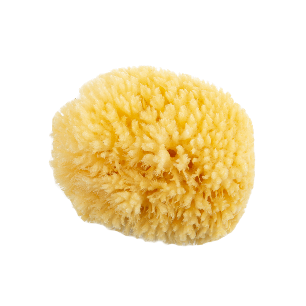 Eponge naturelle