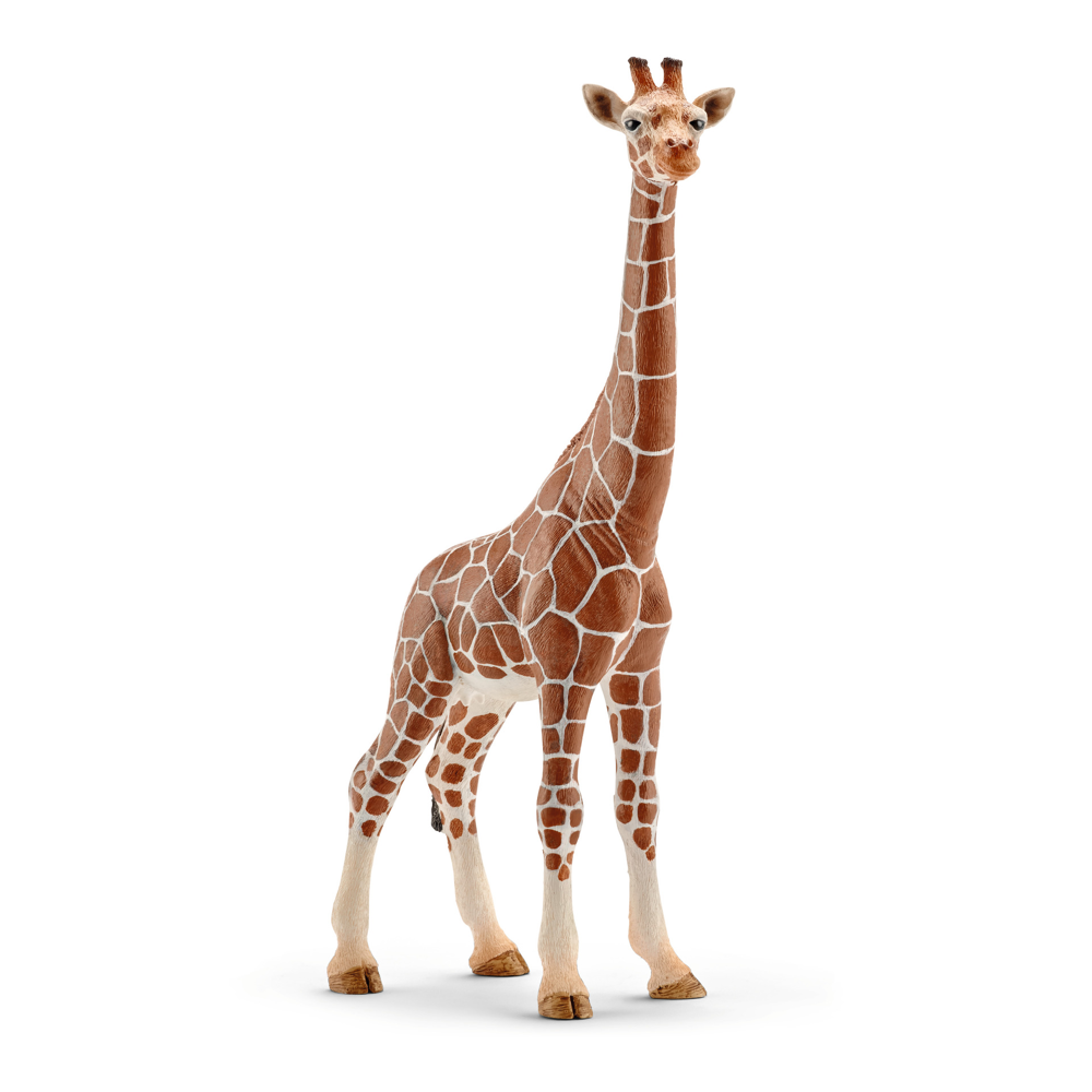 Girafe Femelle