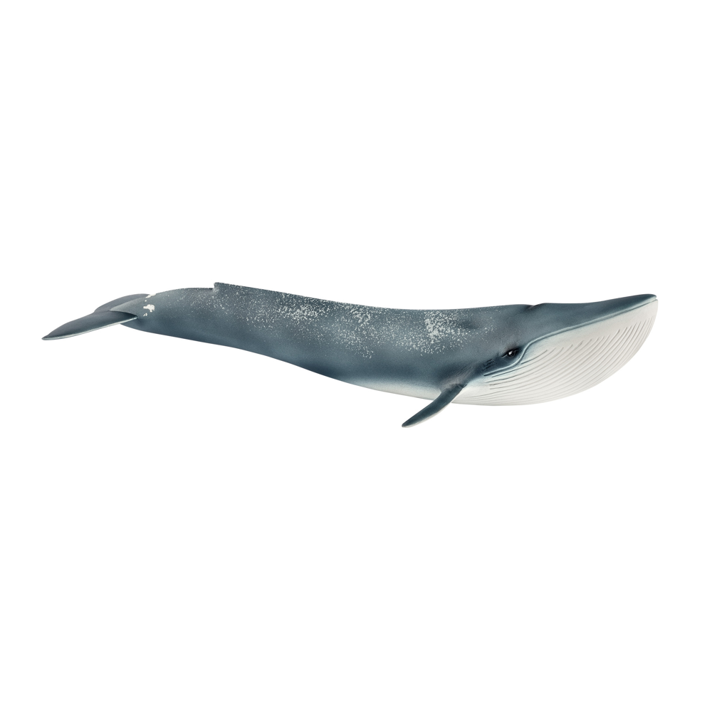 Baleine Bleue
