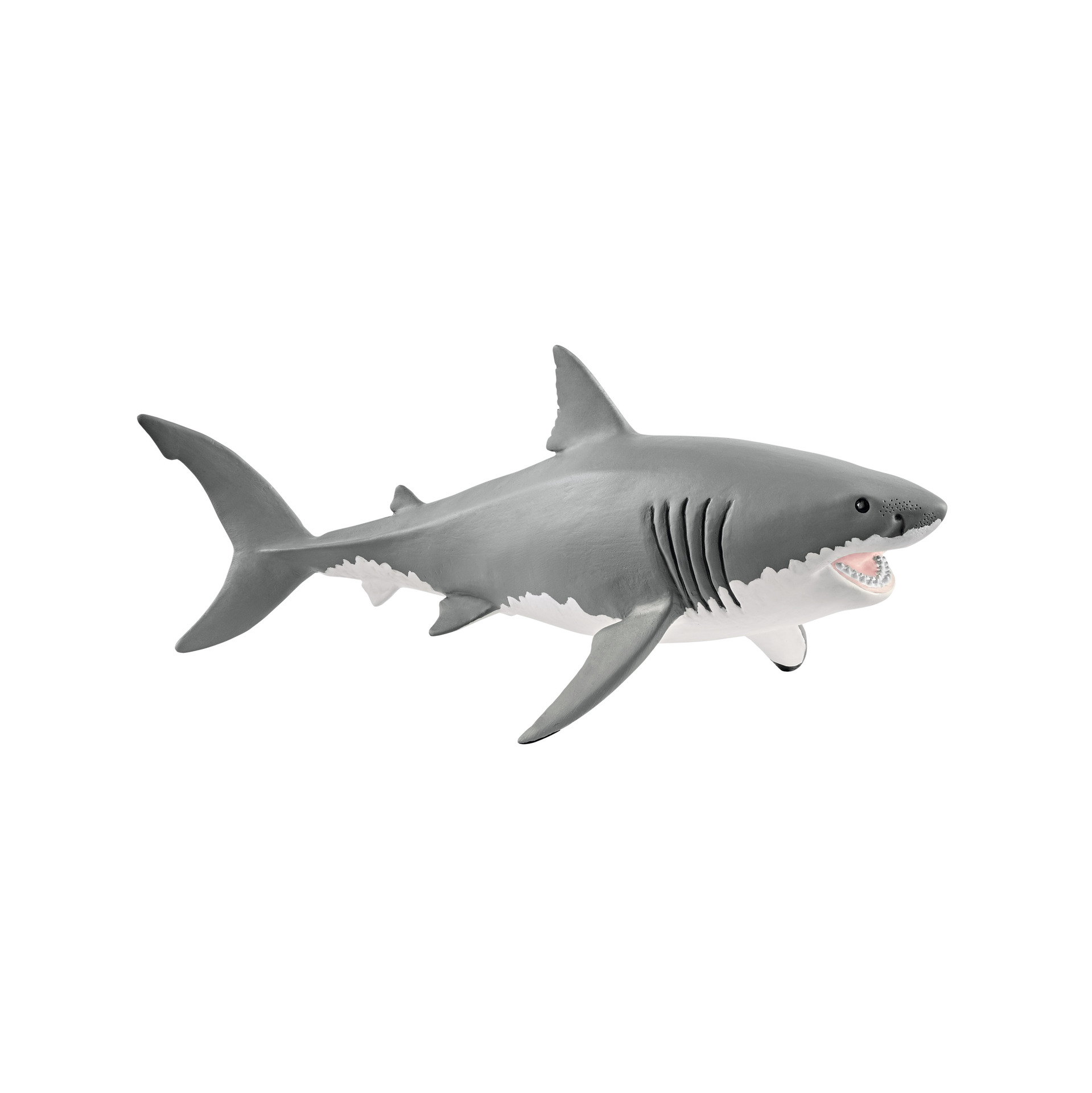 Requin Blanc