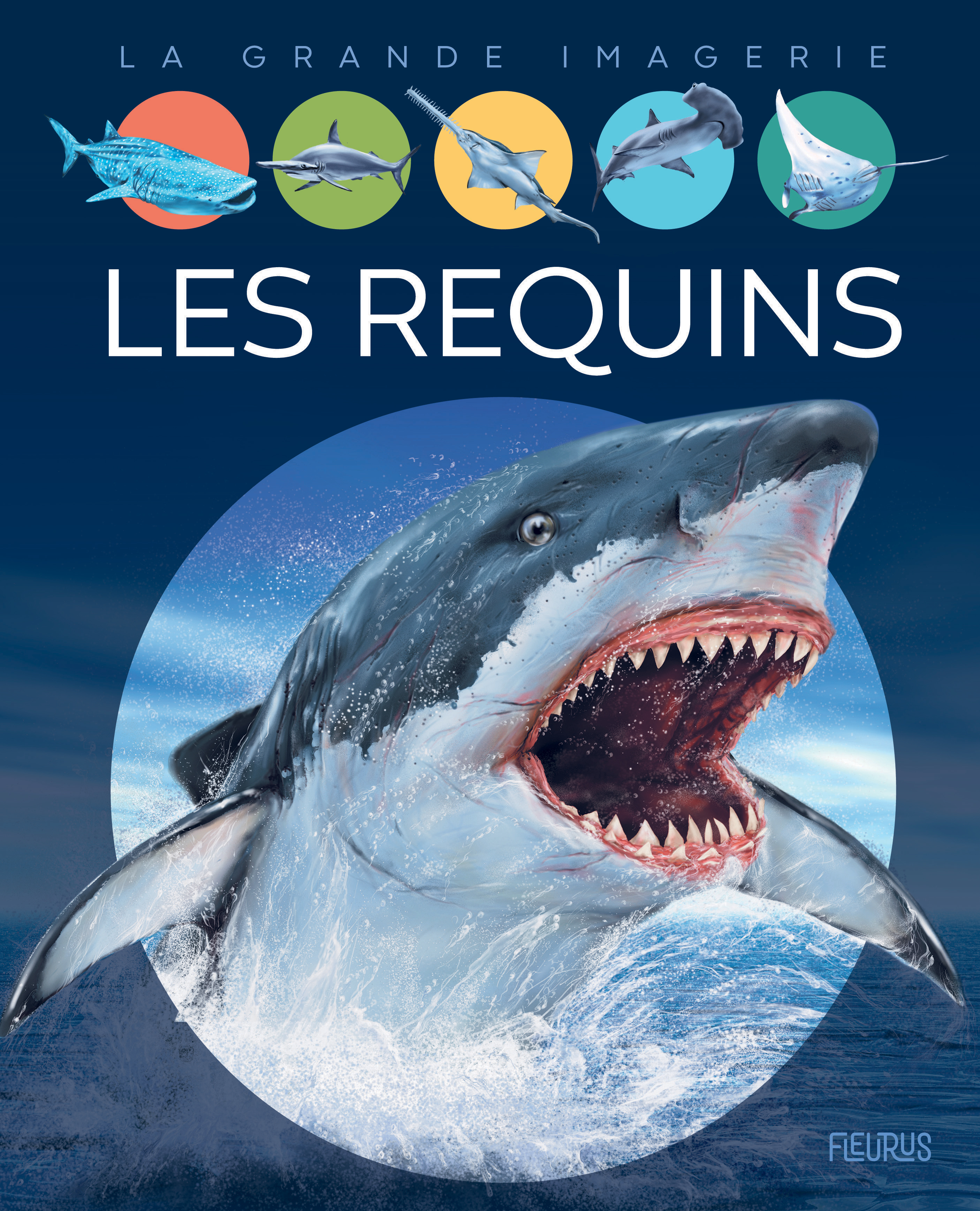 Les requins (Jeunesse)
