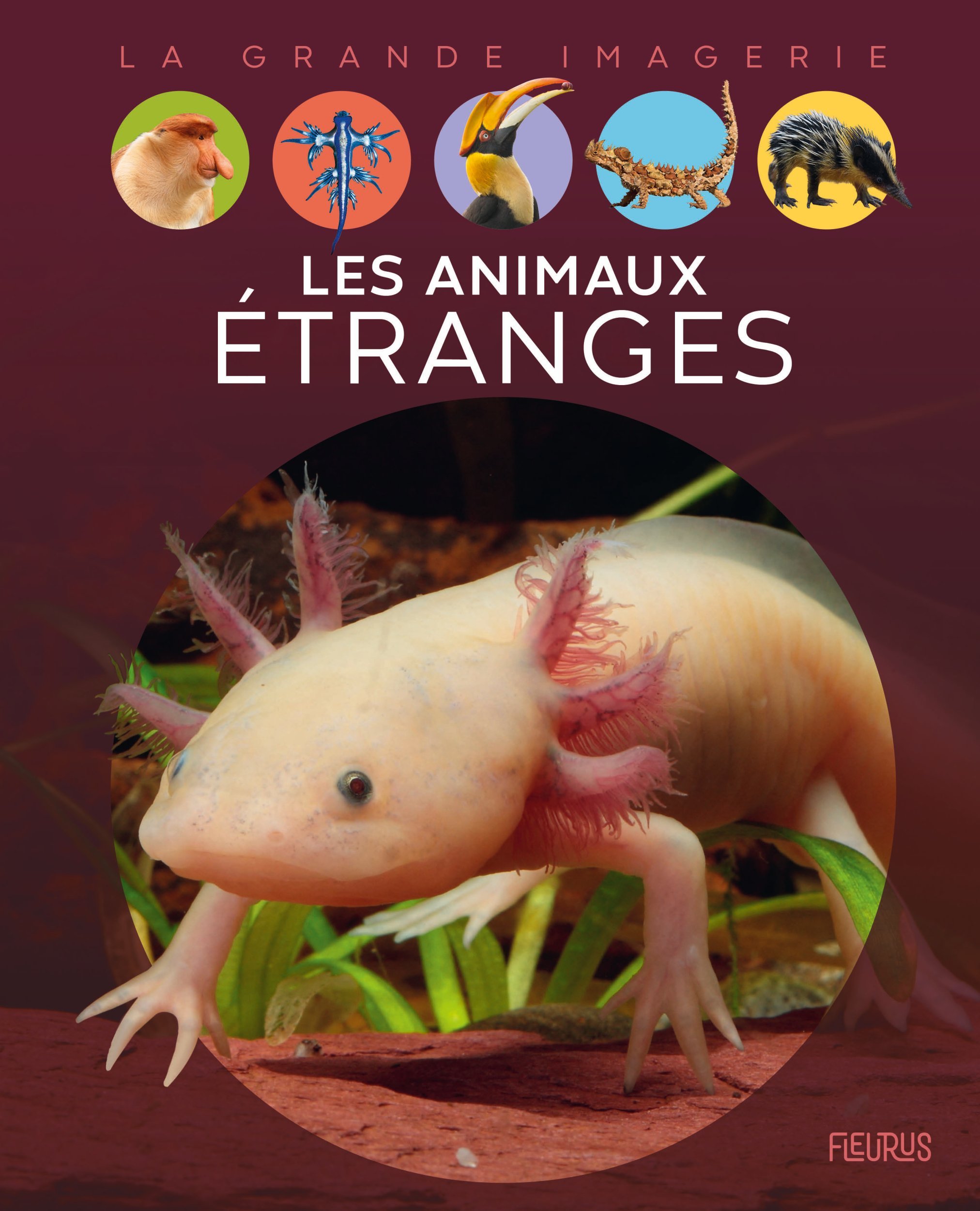 Les animaux étranges (Jeunesse)