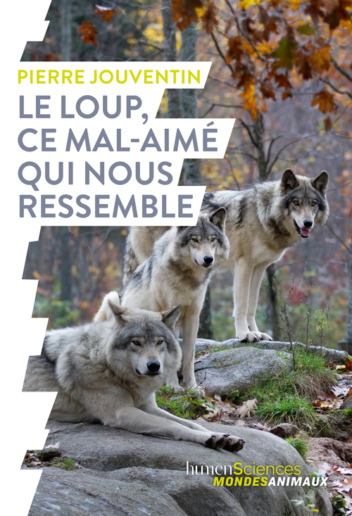 Le loup, ce mal-aimé qui nous ressemble (Broché)